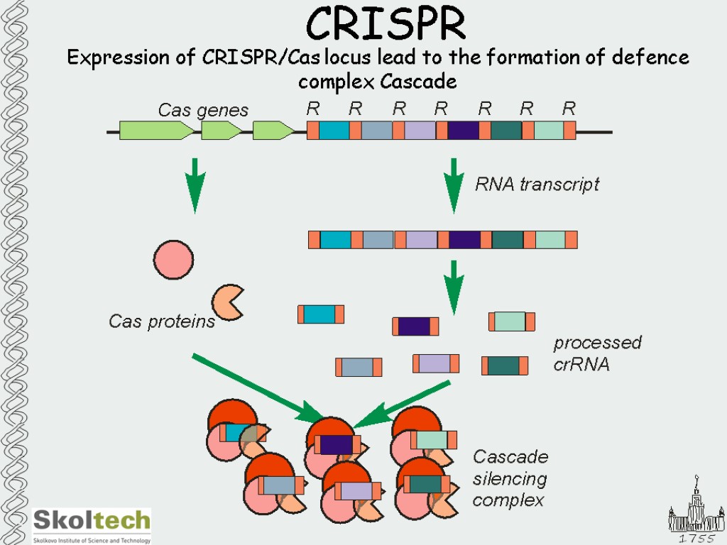 Expression of CRISPR/Cas locus lead to the formation of defence complex Cascade CRISPR